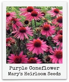 http://marysheirloomseeds.com/organic-wildflowers.html