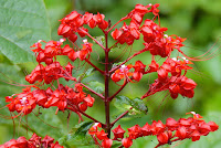 Clerodendrum  paniculatum