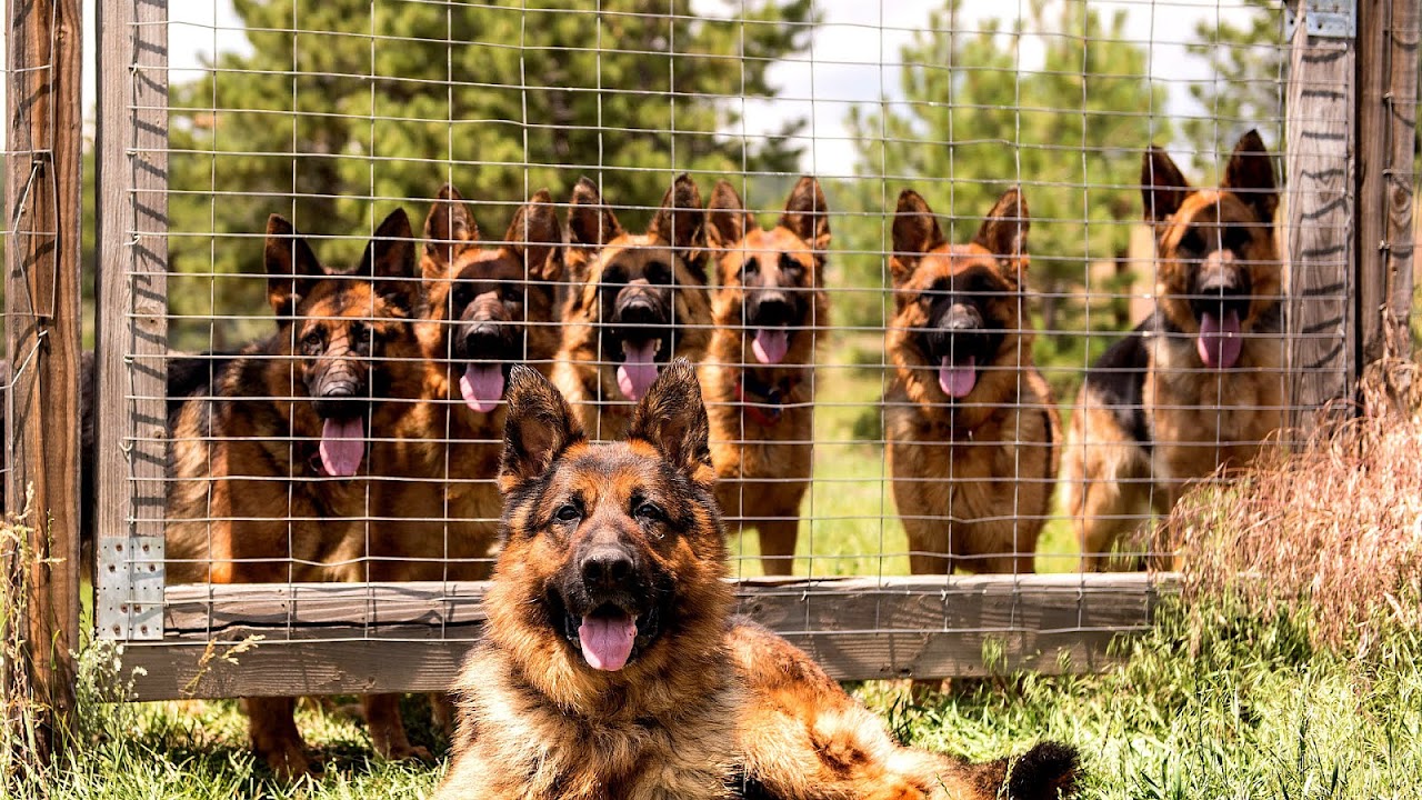 German Shepherd Kennel