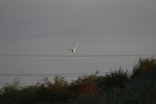 Barn Owl