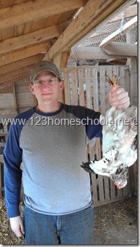 Chickens have poor circulatory systems