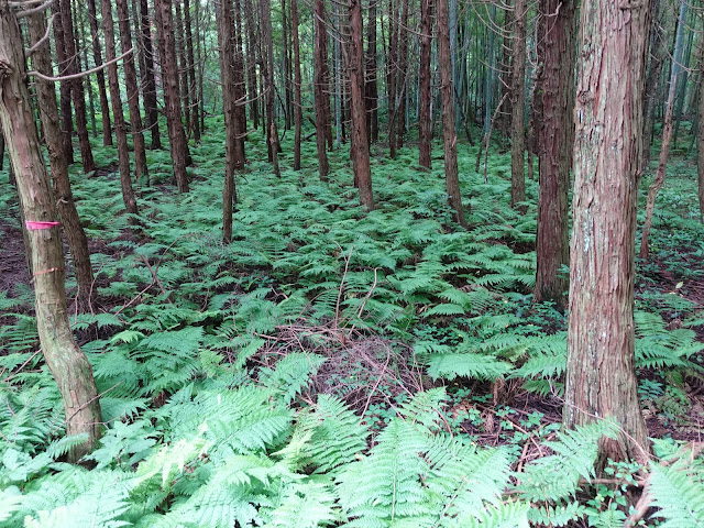 鳥取県道314号赤松大山線　鳥取県西伯郡大山町明間