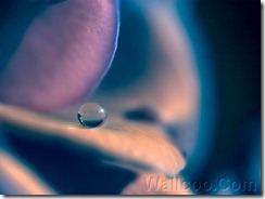 Perfect closing up waterdrop (9)