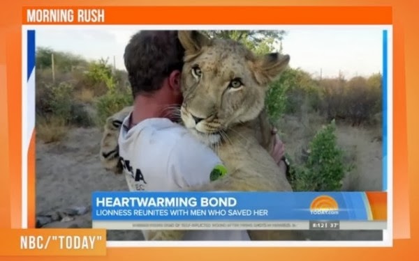 Imaginea care a topit internetul. Povestea leoaicei salvata de doi danezi in Botswana   VIDEO