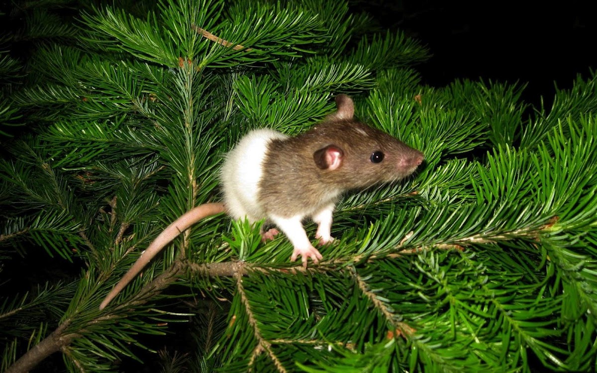 Rat on Tree Widescreen Wallpaper