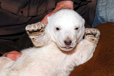 Knut- Polar bear in Berlin Zoo