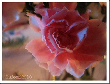 2010 02 07 IMG_4235w