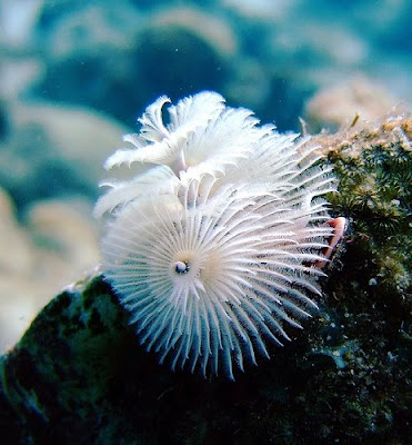 Christmas-Tree Worm