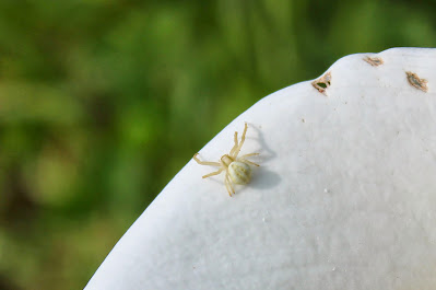 Gewone Kameleonspin - - Misumena vatia