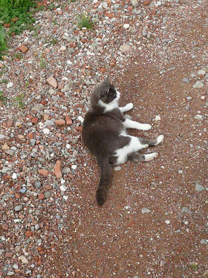 impronta ecologica gatto