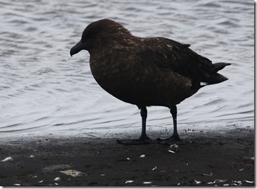 WB Skua