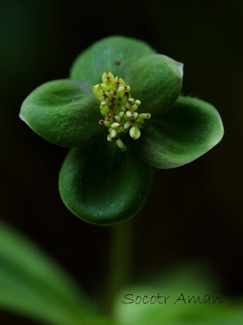 Anemone flaccida