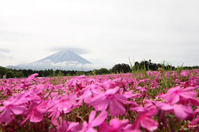 Shibazakura Festival (富士芝桜まつり)