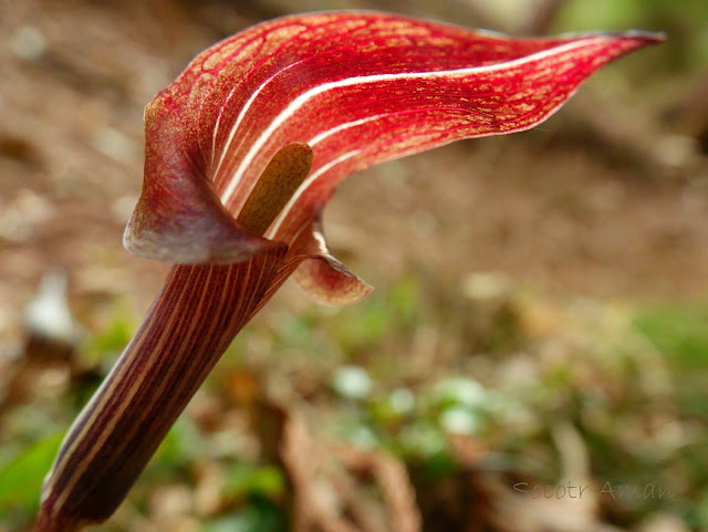 Arisaema limbatum