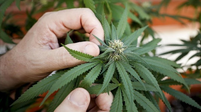 El Gobierno lanza la Agencia Nacional de Cannabis para impulsar su uso medicinal e industrial