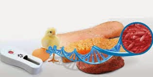 Salmonella sources