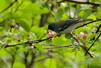 Northern parula, North Rustico, PEI, Canada - by Matt Beardsley, June 2016