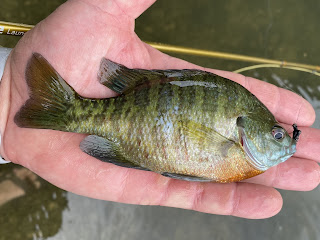 Bluegill, Bluegill on the Fly, Sunfish, Sunfish on the Fly, Sunfish of Texas, San Gabriel River, Georgetown, Texas, Fly Fishing, Fly Fishing Texas, Texas Fly Fishing, Texas Freshwater Fly Fishing, Fly Fishing the San Gabriel River