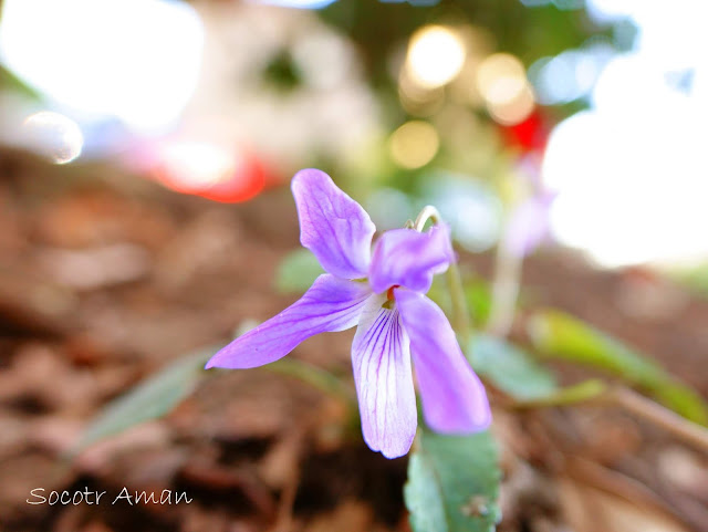 Viola japonica