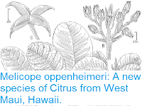 http://sciencythoughts.blogspot.co.uk/2016/08/melicope-oppenheimeri-new-species-of.html