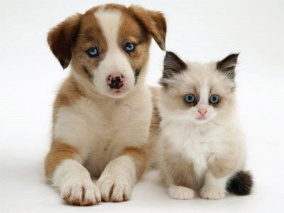 Puppies Kittenswallpaper on Cute Puppies And Kittens Very Funny Both