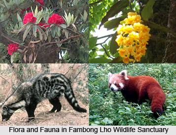 Flora and Fauna of Sikkim, Sikkim images 