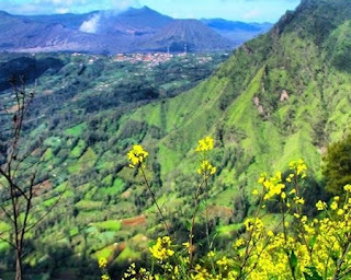 Bukit Kembang Lumbang Probolinggo