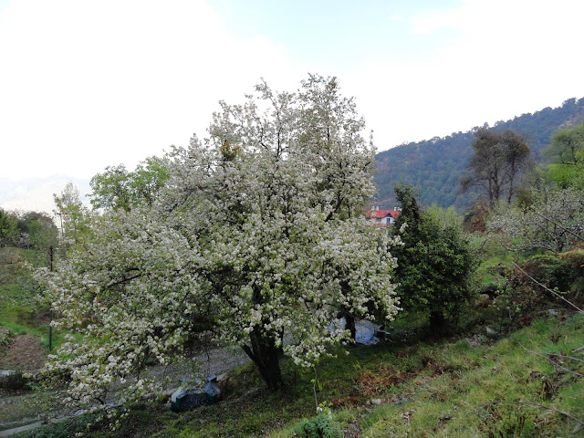 Ramgarh Apple Orchards