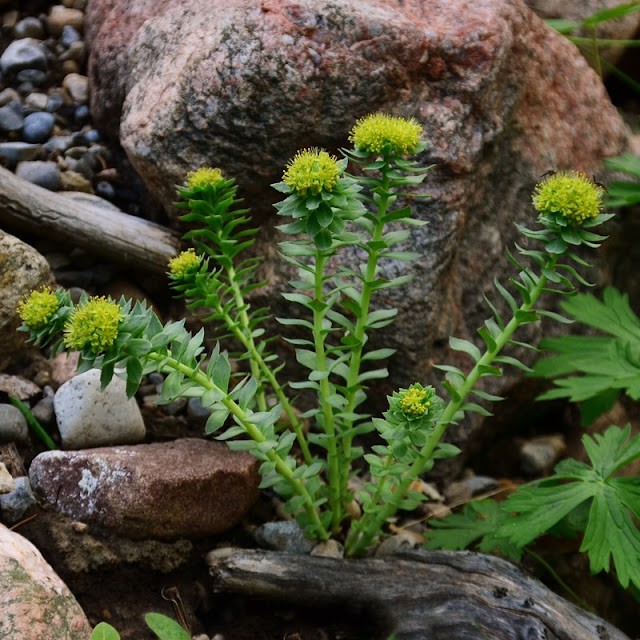 Rhodiola rosea, Roseroot, rock garden, cohanmagazine.blogspot.com