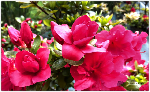 azaleas