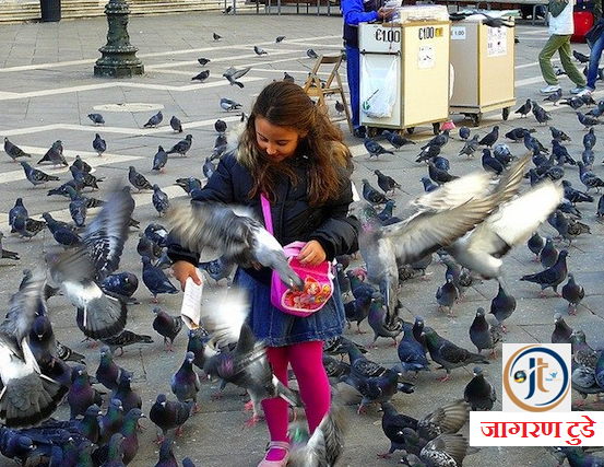 Pigeon Brings Lakshmi Money at Home 