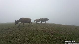 Taipei | Yangmingshan Qingtiangang Circular Trail | Finally saw the cattle