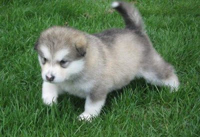 Alaskan Malamute Puppies Breeds