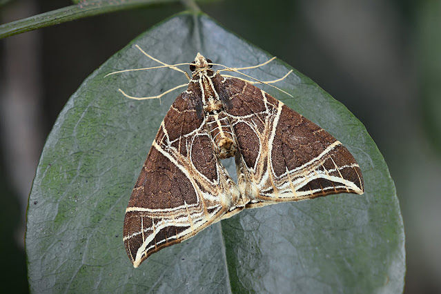 Ecliptopera rectilinea