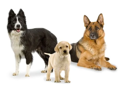 best medium to large size family protection dog