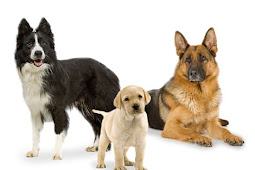 best medium to large size family protection dog