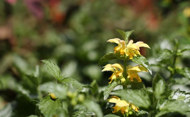 Yellow Archangel Flowers Pictures