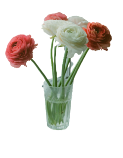 Rose Flower PNG Clipart Image Transparent Background Free Download