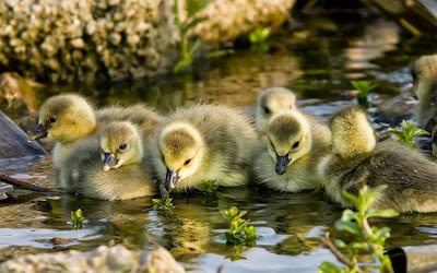goslings-sunshine-lake-bird-wallpaper
