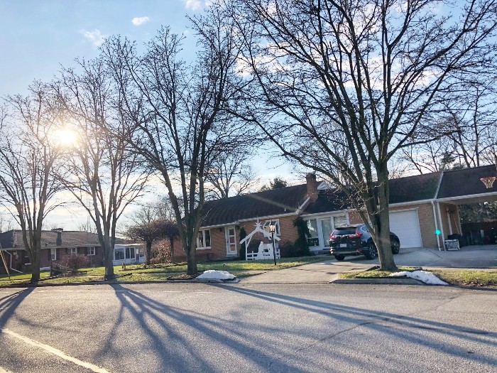 Winter Trees