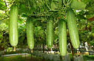 11+ Foto Tanaman Sayur