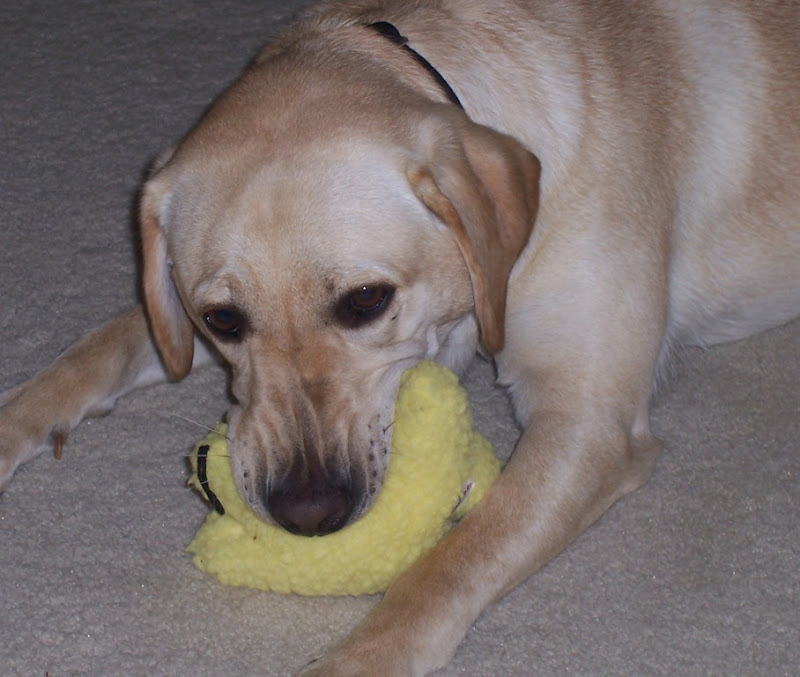 cabana chewing the heck out of the same star toy