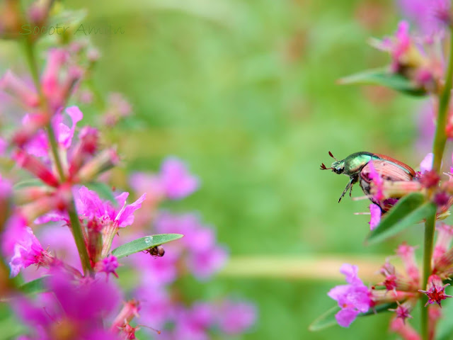 Popillia japonica