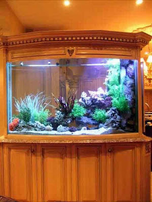 fish aquarium design