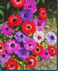 anemone_stbrigid