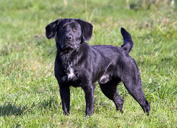 "Adorable Springador puppy with a golden coat, sitting on a green lawn with a tennis ball in its mouth, looking at the camera with a playful expression."