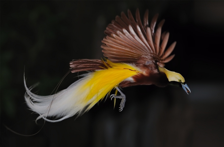Unduh 47 Gambar Fauna Burung Cendrawasih  Gratis