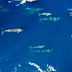 Υπερθέαμα!!Το μεγαλύτερο κοπάδι δελφινιών που έχει καταγραφεί στην Ελλάδα Up'ο ψηλά![βίντεο]