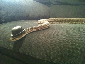 funny animal pictures, snake with hat