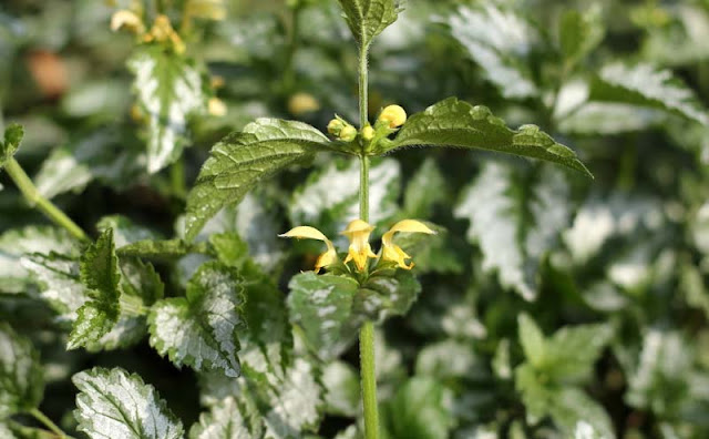 Yellow Archangel Flowers Pictures